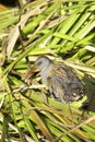 Water rail / Rallus aquaticus