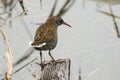 A stunning Water Rail Rallus aquaticus perched on a piece of wood floating in the water. It has just chased of a rival bird that