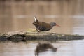 Water Rail, Rallus aquaticus