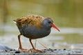 Water Rail - Rallus aquaticus