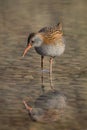 Water Rail (Rallus aquaticus)