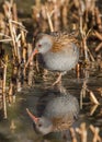 Water Rail (Rallus aquaticus)