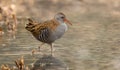 Water Rail (Rallus aquaticus)