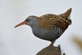 Water Rail