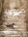 WATER RAIL Rallus aquaticus searching for food in the water between common reed, Phragmites australis, vertical image Royalty Free Stock Photo