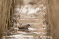 WATER RAIL Rallus aquaticus searching for food in the water between common reed, Phragmites australis Royalty Free Stock Photo