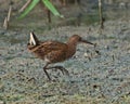 Water rail Rallus aquaticus seeking food