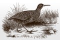 Water rail, rallus aquaticus in side view standing on a waterside