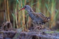 Water Rail(Rallus aquaticus).