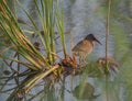 Water Rail with reed plants Royalty Free Stock Photo