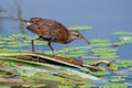 Water Rail searching for food.