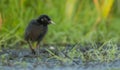 Water Rail , Rallus aquaticus , pull.