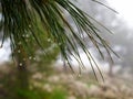 Water rain dew drops on pine needles Royalty Free Stock Photo