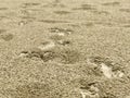 Water rain drops on the sand closeup Royalty Free Stock Photo