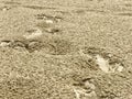 Water rain drops on the sand closeup Royalty Free Stock Photo