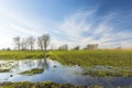 Water after rain on a green field, trees on the horizon and white clouds on a blue sky Royalty Free Stock Photo