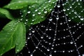 Water rain wet dew closeup green flora macro plant garden nature leaves Royalty Free Stock Photo