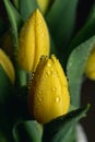 Water raindrops on a yellow tulip flower bouquet close up on a funeral flower decoration