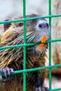 The water rat nutria bares its orange teeth-incisors behind a metal grate