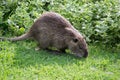 Water rat at the zoo