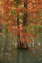 Water red forest. Metasequoia Inverted reflection in water, Dyed, country