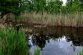 Reed shore lake nature reserve, het Vinne, Zoutleeuw, Belgium