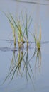 Water reed growing from pond