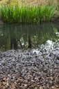 Water reed plant Royalty Free Stock Photo