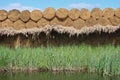 Water reed sheaves Royalty Free Stock Photo