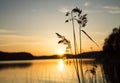 Water Reed at Sunset