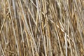 Water Reed Texture in Winter - Natural Background Royalty Free Stock Photo