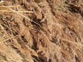 Water reed straw pile