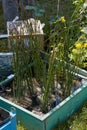 Water reeds, aquatic plants in wooden and metal cases, sunlight