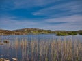 Water reeds at the edge of a small lake on the island of Scalpay in the Outer Hebrides, Scotland, UK. Taken on a clear, sunny day