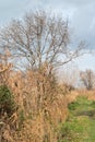 Water reeds, grasses and trees against blue sky at the Beauchamp nature reserve, Arles, France Royalty Free Stock Photo