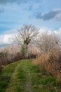 Water reeds, grasses and trees against blue sky at the Beauchamp nature reserve, Arles, France Royalty Free Stock Photo