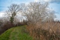 Water reeds, grasses and trees against blue sky at the Beauchamp nature reserve, Arles, France Royalty Free Stock Photo