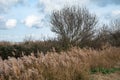 Water reeds, grasses and trees against blue sky at the Beauchamp nature reserve, Arles, France Royalty Free Stock Photo