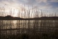 Water Reeds.