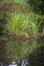 Water reeds reflecting in a water pond in the city, Belgium Royalty Free Stock Photo