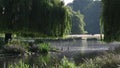 Water reflecting sunlight into Weeping Willow tree