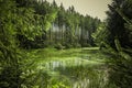 Water reflection on a green forest lake Royalty Free Stock Photo