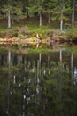 Water reflection of an old trunk overgrown in moss Royalty Free Stock Photo