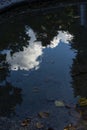 Water reflection in puddle of white cloud and tree Royalty Free Stock Photo