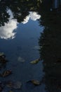 Water reflection in puddle of white cloud and tree Royalty Free Stock Photo