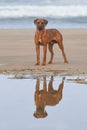 Water reflection Rhodesian Ridgeback dog Royalty Free Stock Photo