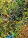 Water reflection of a small waterfall and dense green vegetation