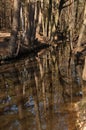 Water reflection of trees Royalty Free Stock Photo