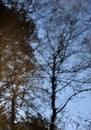 Water reflection of trees