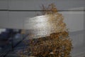 Water reflection on wood background, Autumn leaves in a rain puddle Royalty Free Stock Photo